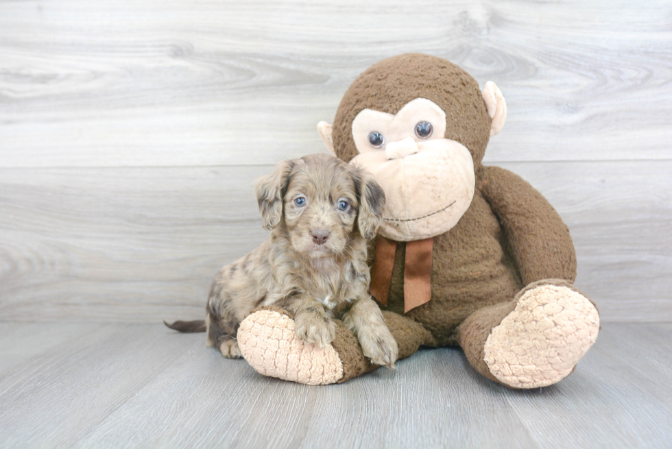 Little Cockerpoo Poodle Mix Puppy