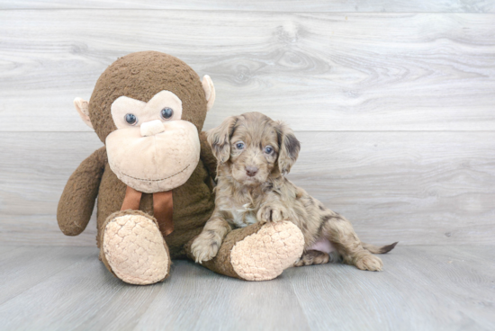 Popular Cockapoo Poodle Mix Pup