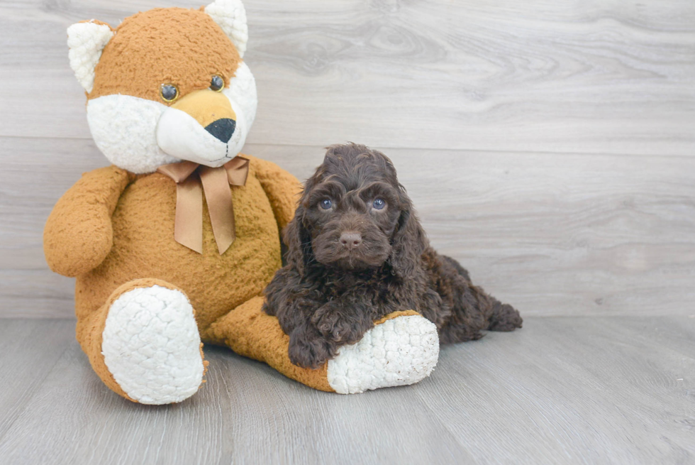 Cockapoo Pup Being Cute