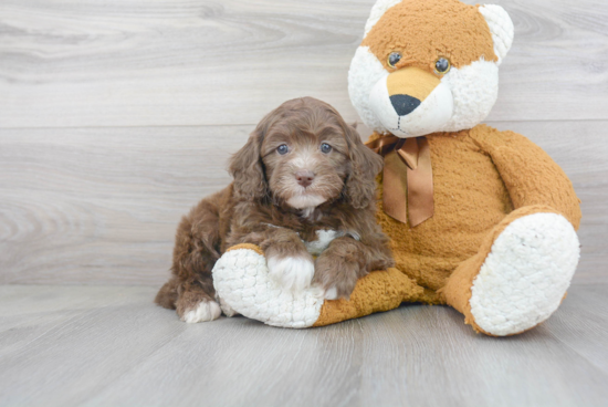 Best Cockapoo Baby