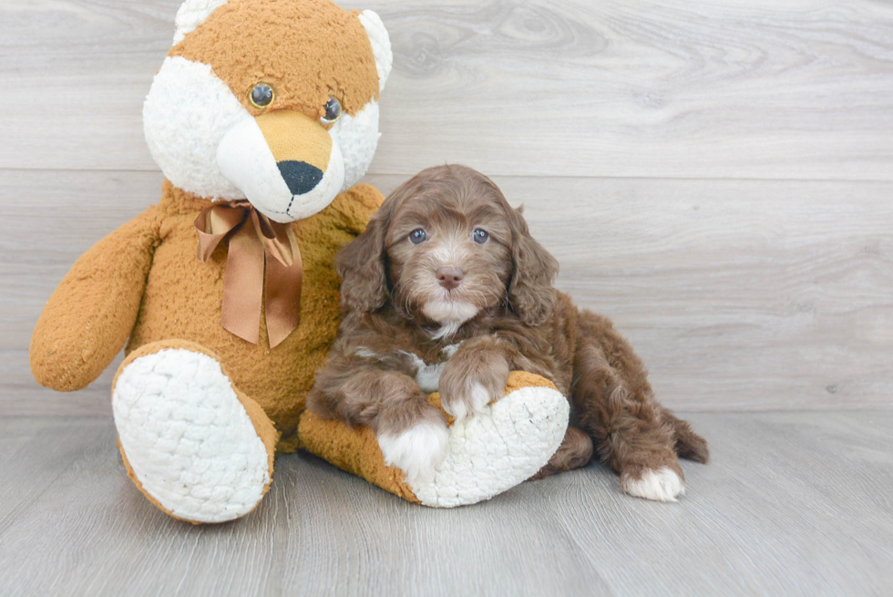 Smart Cockapoo Poodle Mix Pup