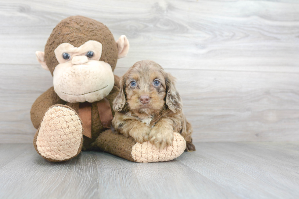 Sweet Cockapoo Baby