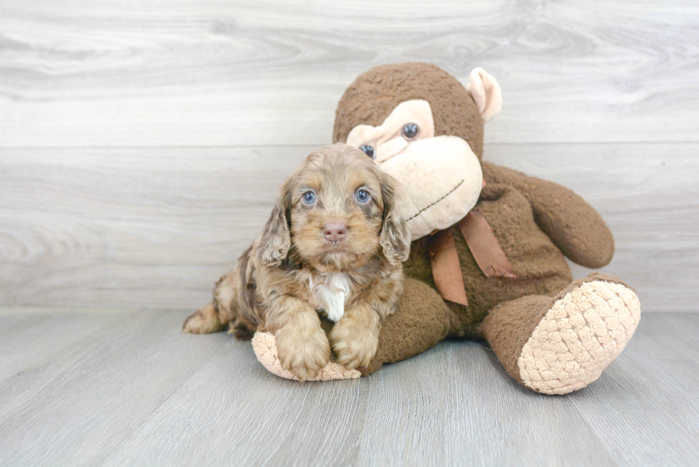 Hypoallergenic Cockerpoo Poodle Mix Puppy