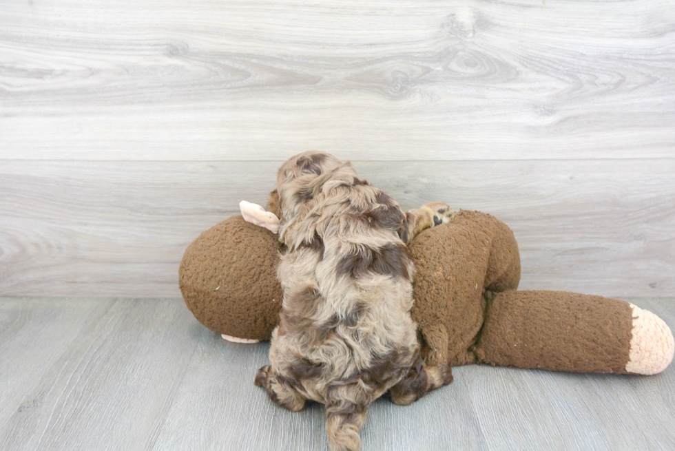 Adorable Cockerpoo Poodle Mix Puppy