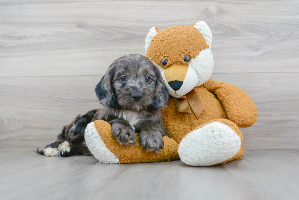 Cockapoo Pup Being Cute