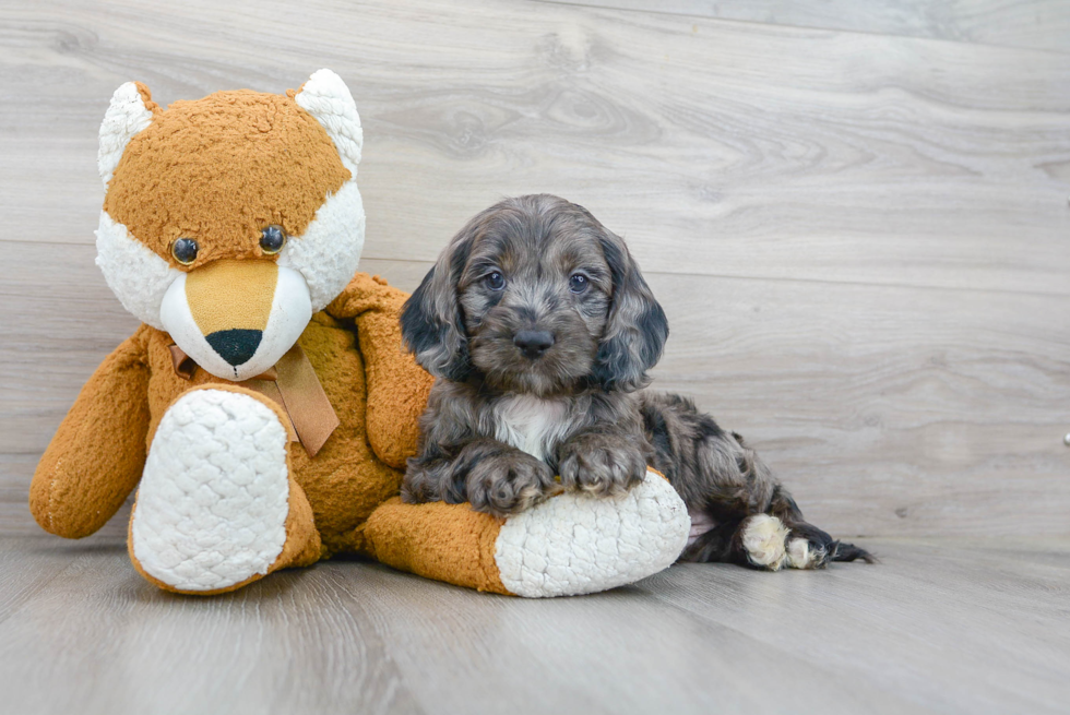 Cockapoo Pup Being Cute