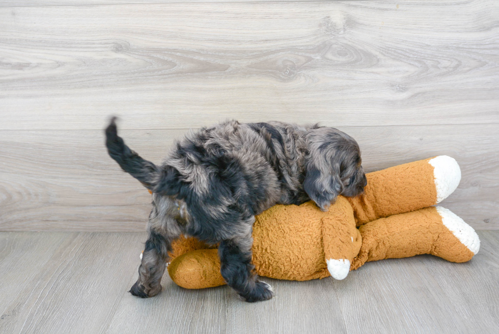 Best Cockapoo Baby