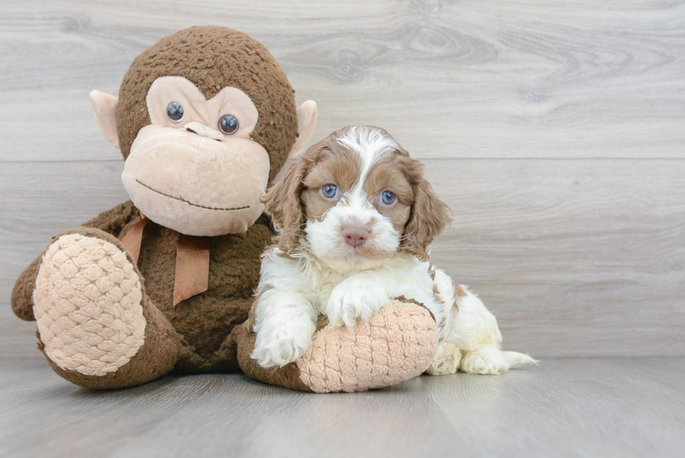 Cockapoo Pup Being Cute