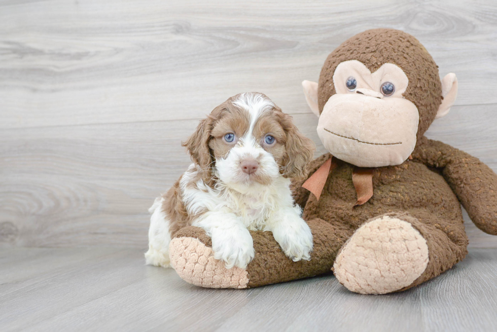 Petite Cockapoo Poodle Mix Pup