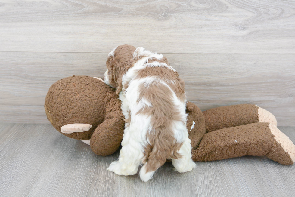 Funny Cockapoo Poodle Mix Pup