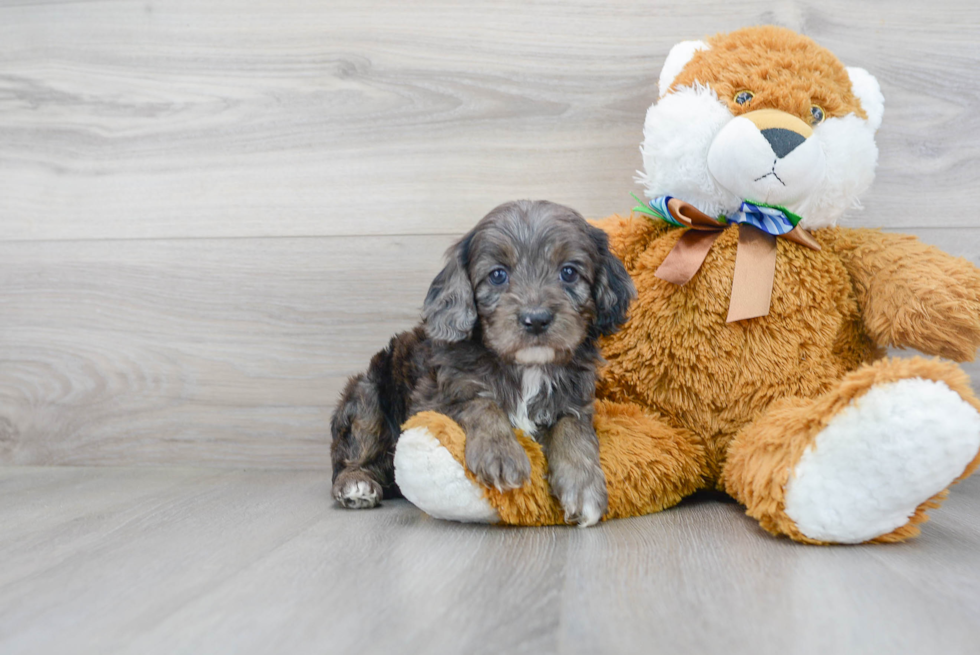 Cockapoo Pup Being Cute