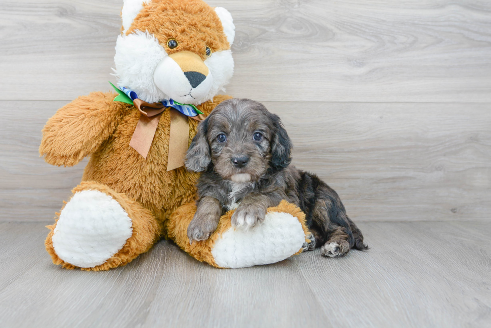 Best Cockapoo Baby