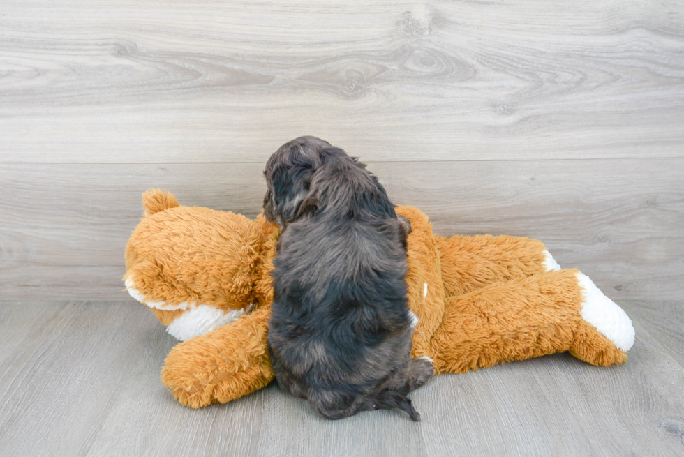 Best Cockapoo Baby