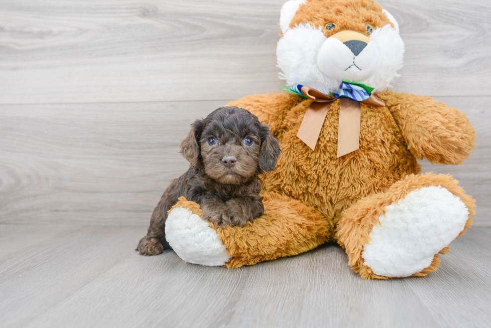 Cockapoo Puppy for Adoption