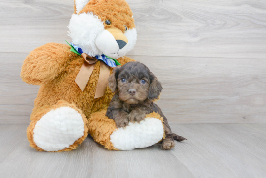 Smart Cockapoo Poodle Mix Pup