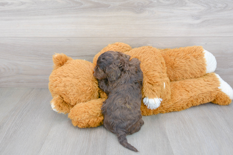 Energetic Cockerpoo Poodle Mix Puppy