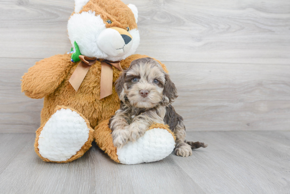 Cute Cockapoo Poodle Mix Pup