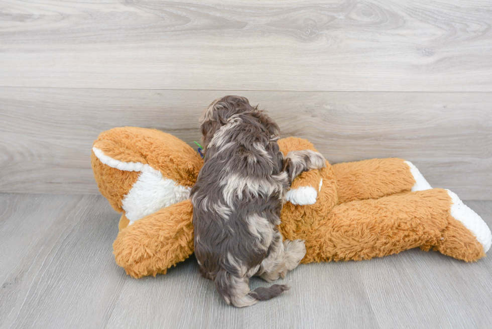 Cute Cockapoo Poodle Mix Pup
