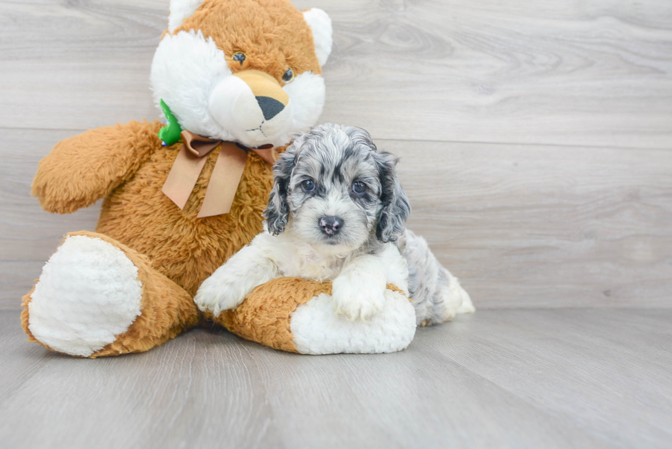 Fluffy Cockapoo Poodle Mix Pup