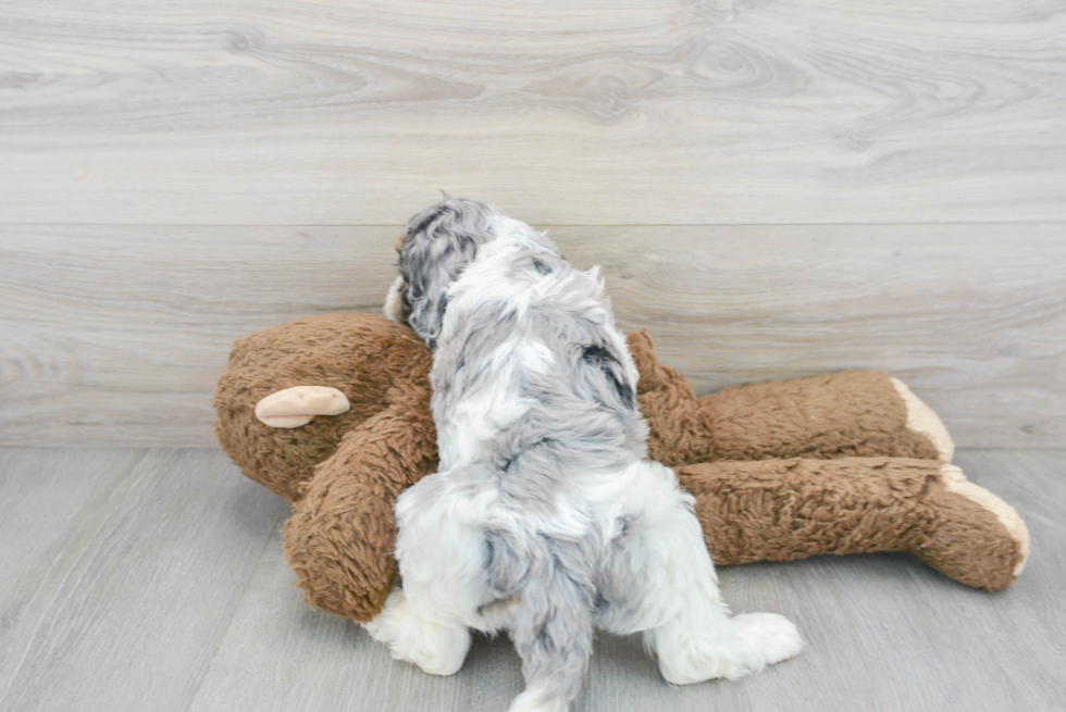 Cockapoo Pup Being Cute