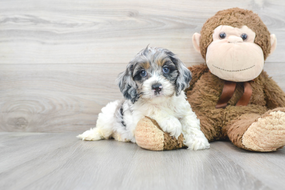 Funny Cockapoo Poodle Mix Pup