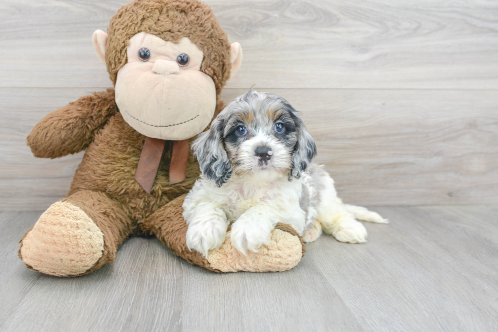 Funny Cockapoo Poodle Mix Pup