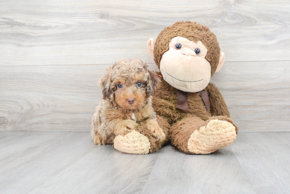 Happy Cockapoo Baby