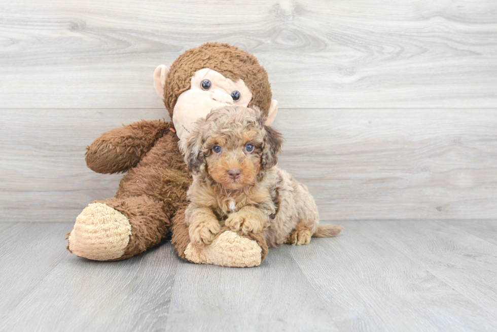 Funny Cockapoo Poodle Mix Pup