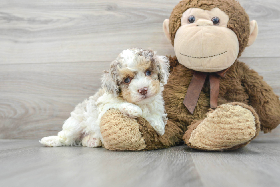 Playful Cockerpoo Poodle Mix Puppy