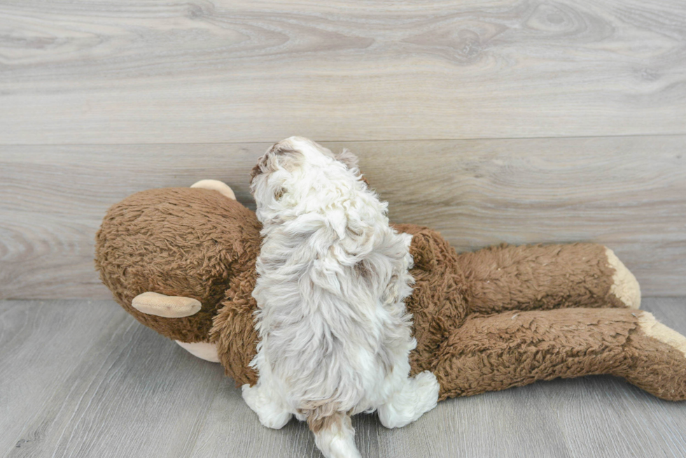 Funny Cockapoo Poodle Mix Pup