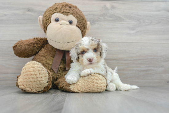 Little Cockerpoo Poodle Mix Puppy