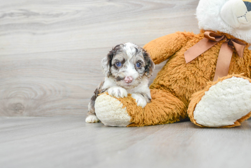 Playful Cockerpoo Poodle Mix Puppy