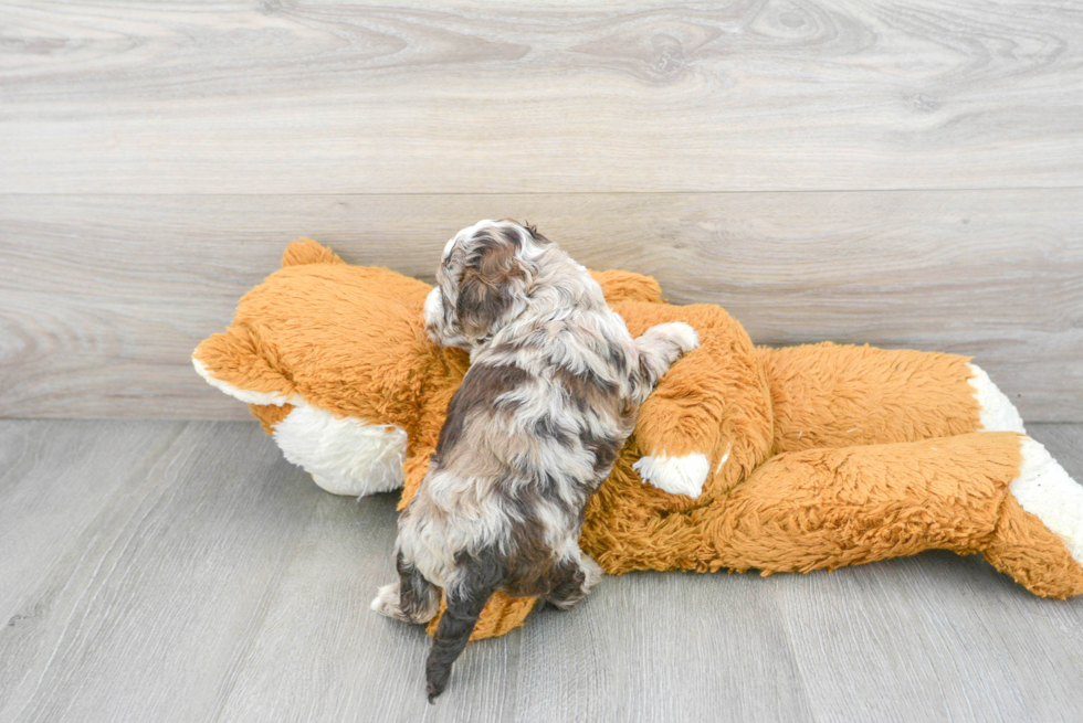 Cockapoo Pup Being Cute