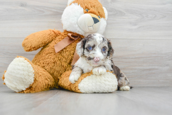 Cockapoo Puppy for Adoption