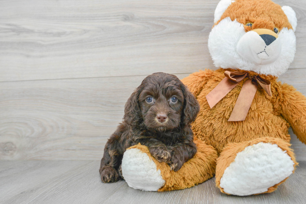 Adorable Cockerpoo Poodle Mix Puppy