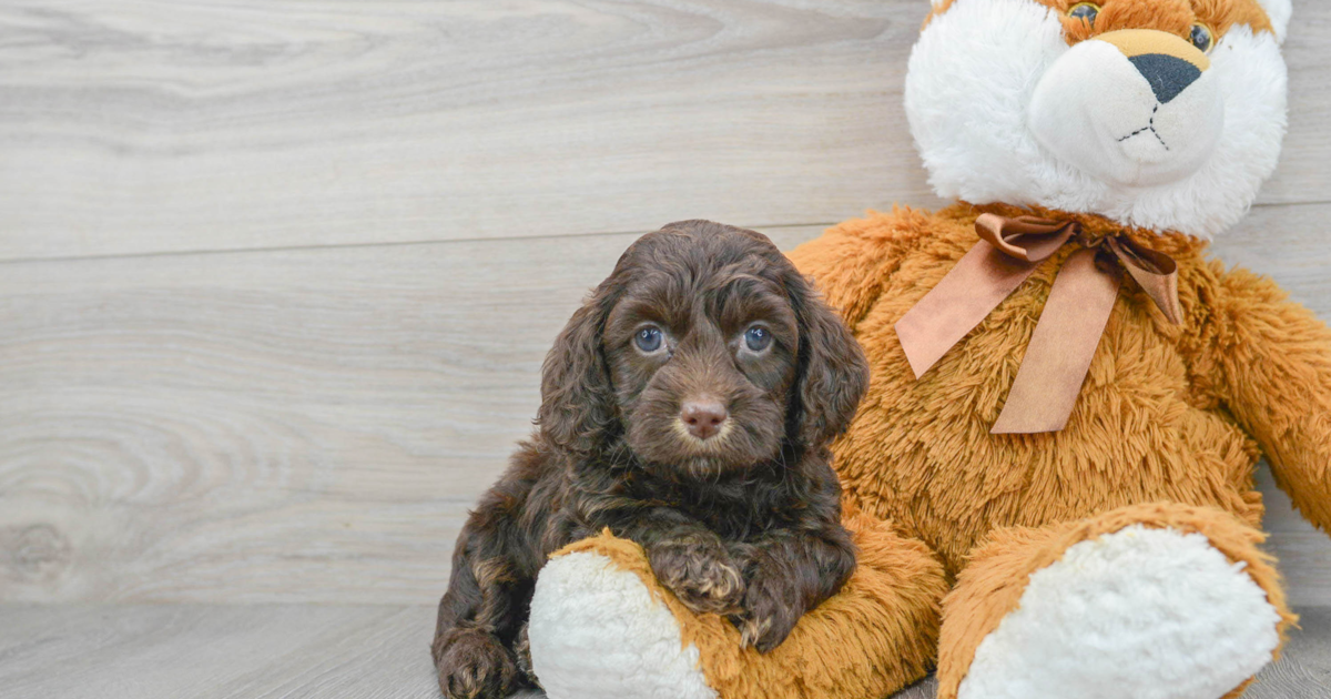 Happy Cockapoo Patagonia: 4lb 14oz Doodle Puppy