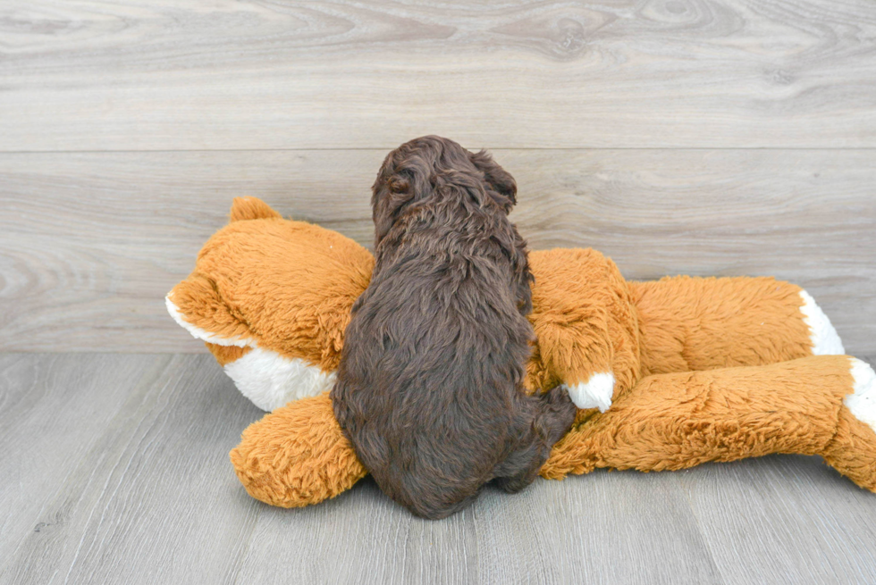 Cockapoo Pup Being Cute