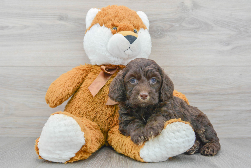 Cockapoo Pup Being Cute