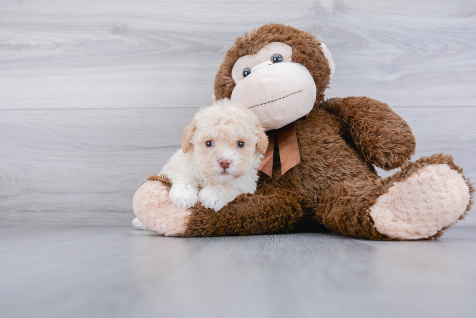 Best Cockapoo Baby