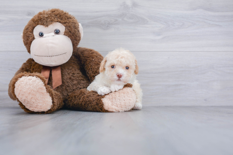 Adorable Cockerpoo Poodle Mix Puppy