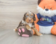 8 week old Cockapoo Puppy For Sale - Premier Pups