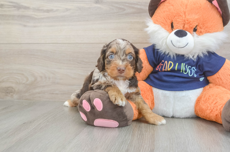 5 week old Cockapoo Puppy For Sale - Premier Pups