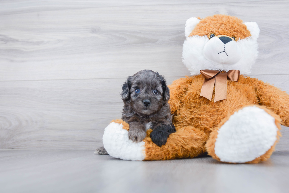 Fluffy Cockapoo Poodle Mix Pup