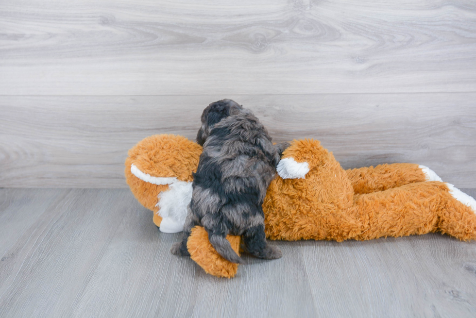 Small Cockapoo Baby