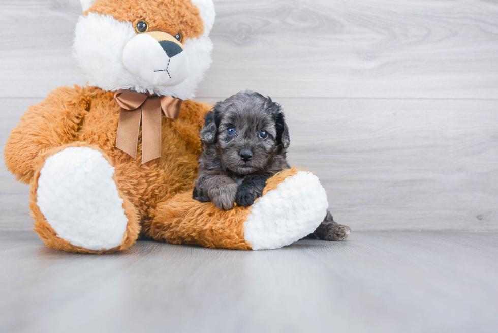 Energetic Cockerpoo Poodle Mix Puppy