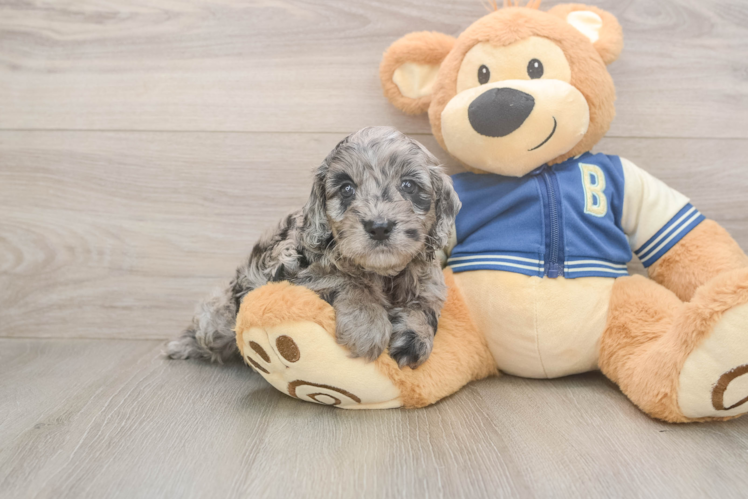 Best Cockapoo Baby