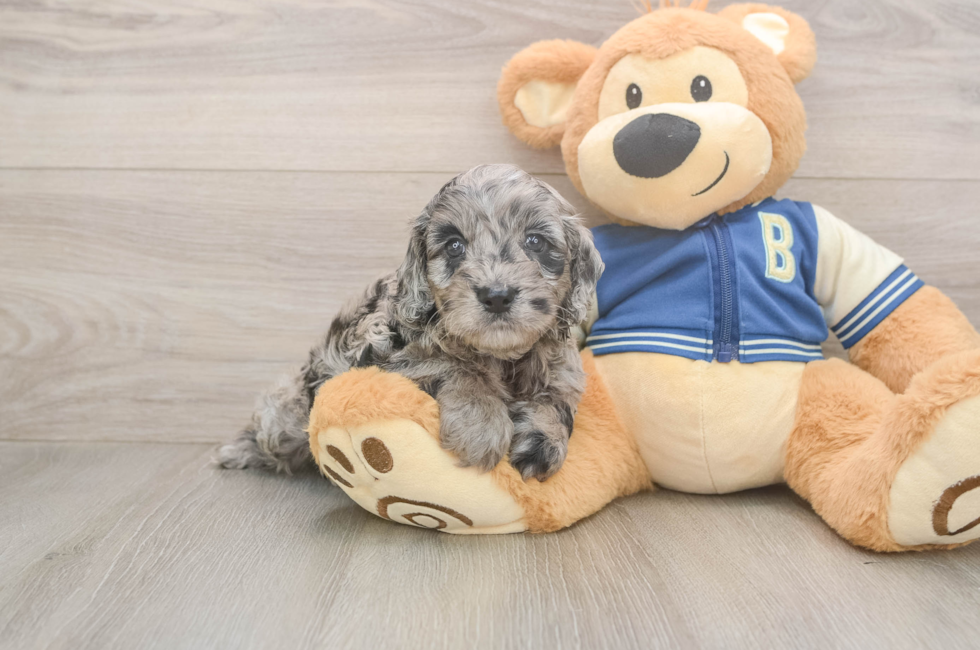 5 week old Cockapoo Puppy For Sale - Premier Pups