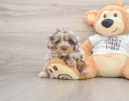 7 week old Cockapoo Puppy For Sale - Premier Pups