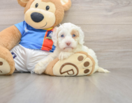 5 week old Cockapoo Puppy For Sale - Premier Pups