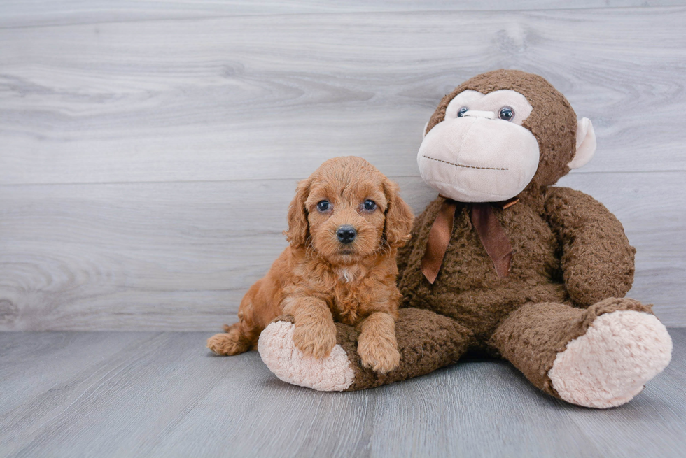 Funny Cockapoo Poodle Mix Pup